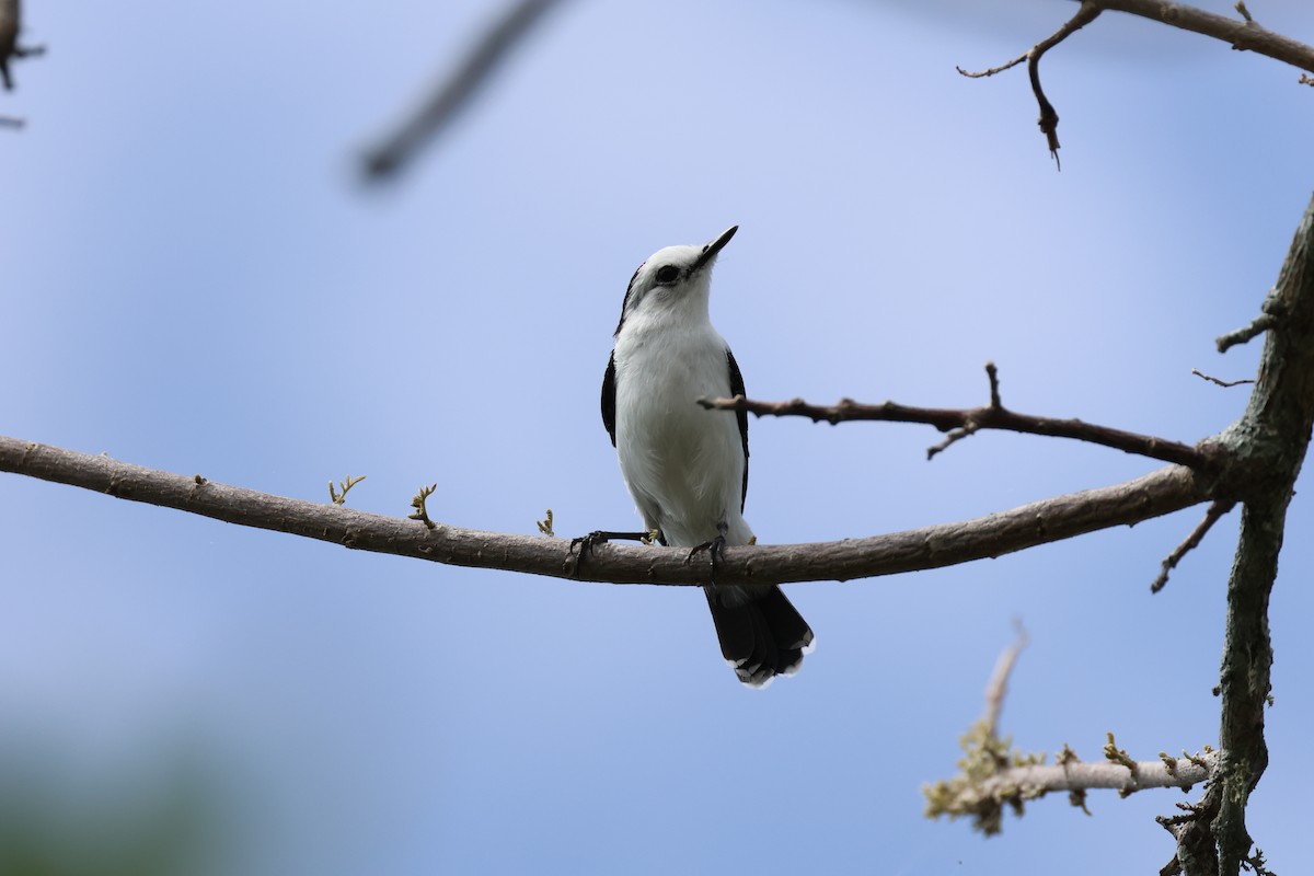 Pied Water-Tyrant - ML623770875