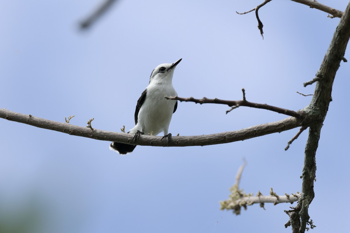 Pied Water-Tyrant - ML623770879