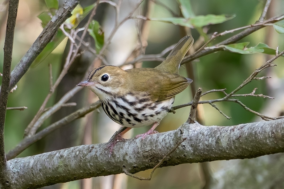 Ovenbird - ML623770882