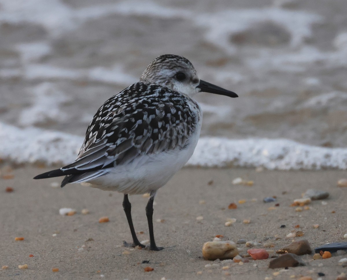 Bécasseau sanderling - ML623770885