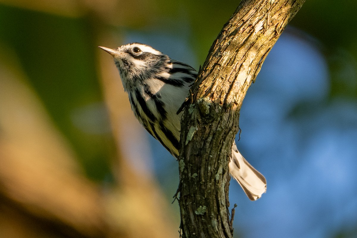 Black-and-white Warbler - mark kraus