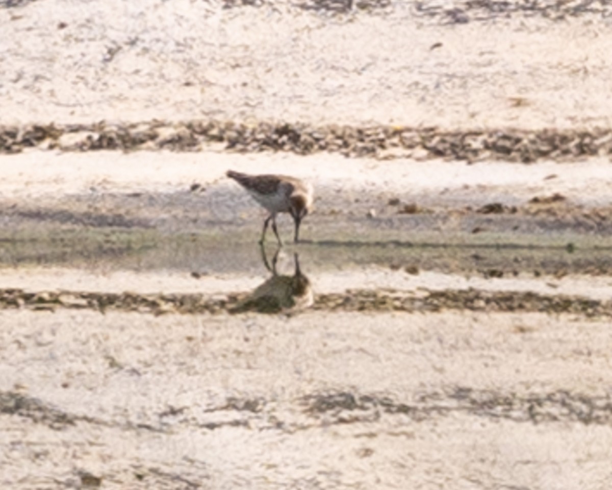 Western/Semipalmated Sandpiper - ML623770891