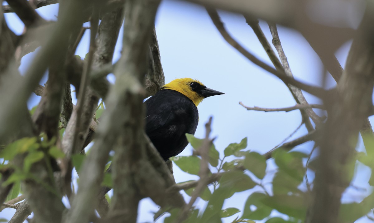 Yellow-hooded Blackbird - Jamie Adams