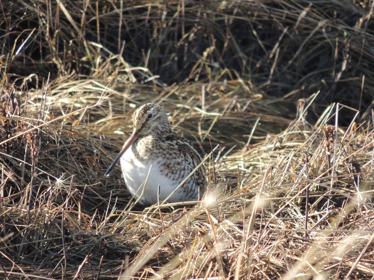 Magellanic Snipe - ML623770913