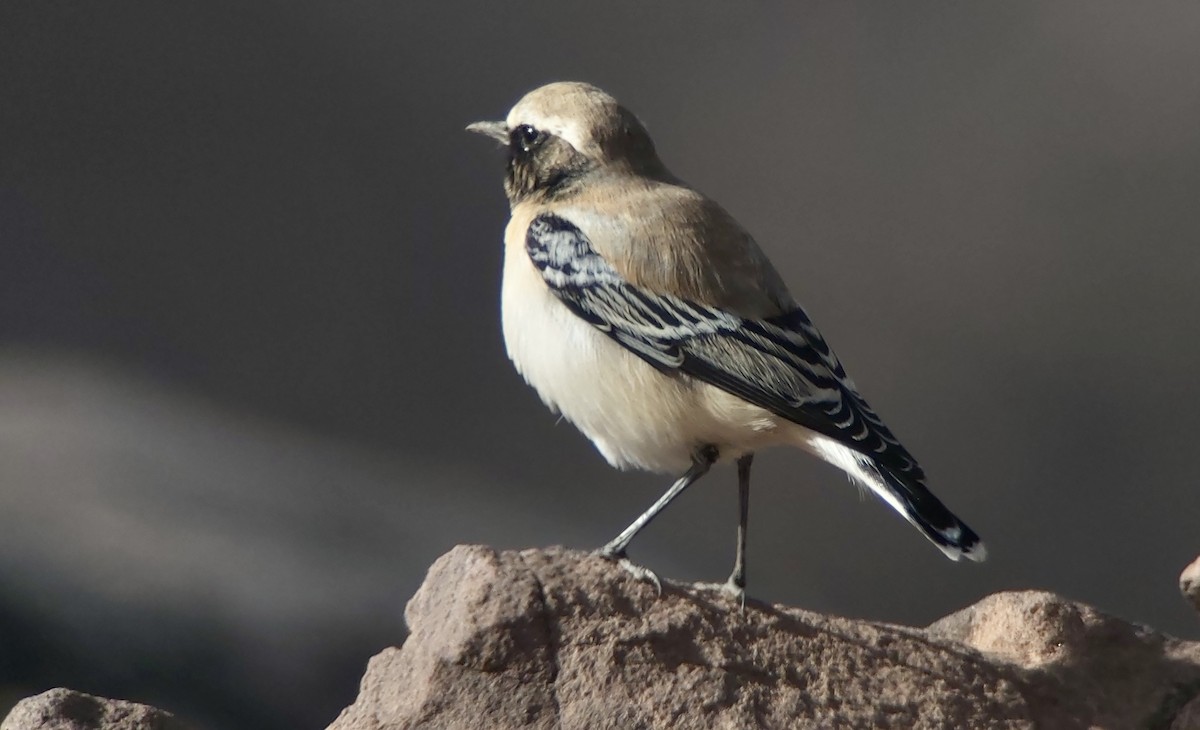 Desert Wheatear - Jay VanderGaast