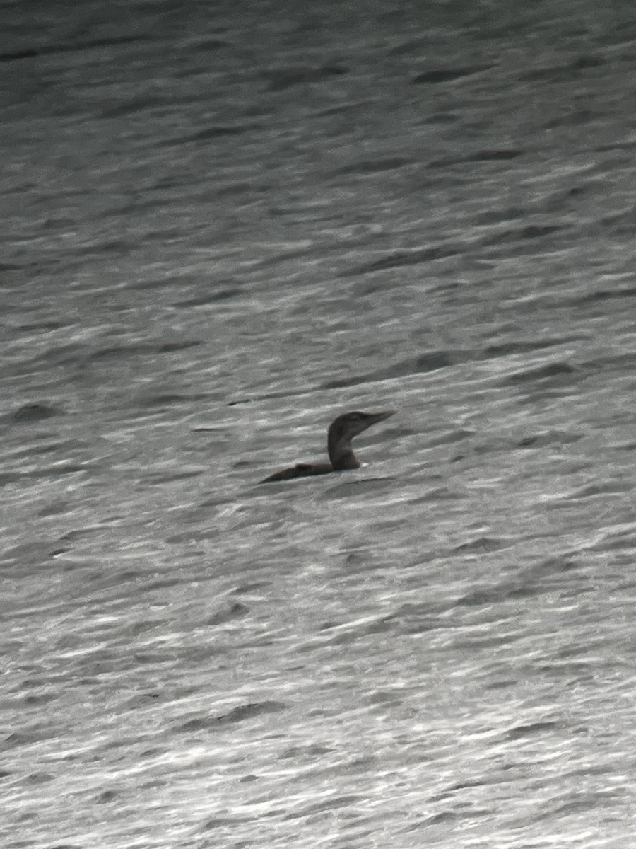 Yellow-billed Loon - ML623770923