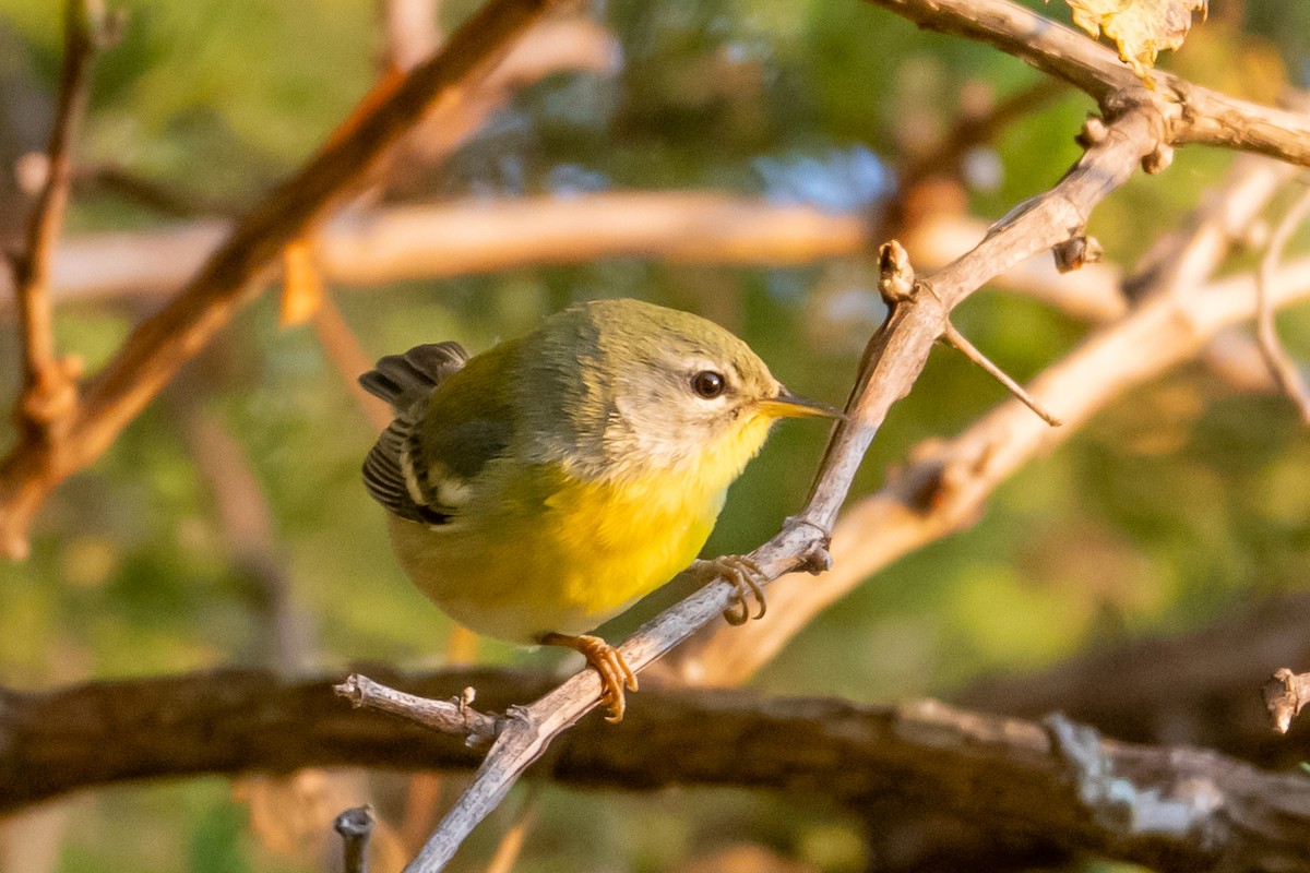 Northern Parula - ML623770929