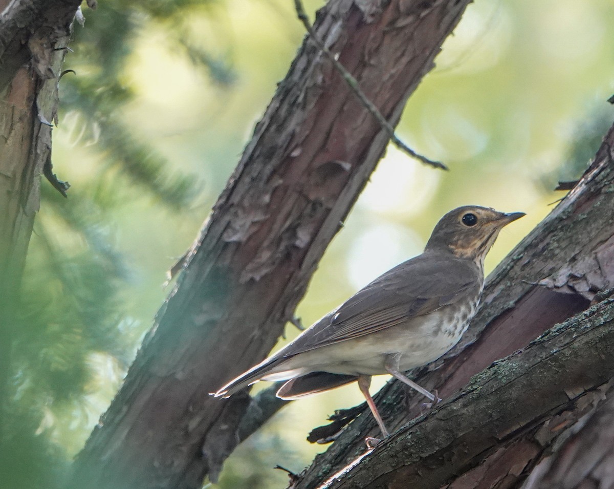 Swainson's Thrush - ML623770937