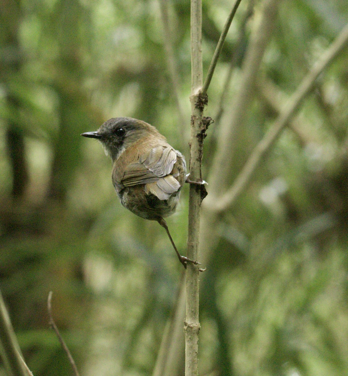 Black-billed Nightingale-Thrush - Raúl Obregón