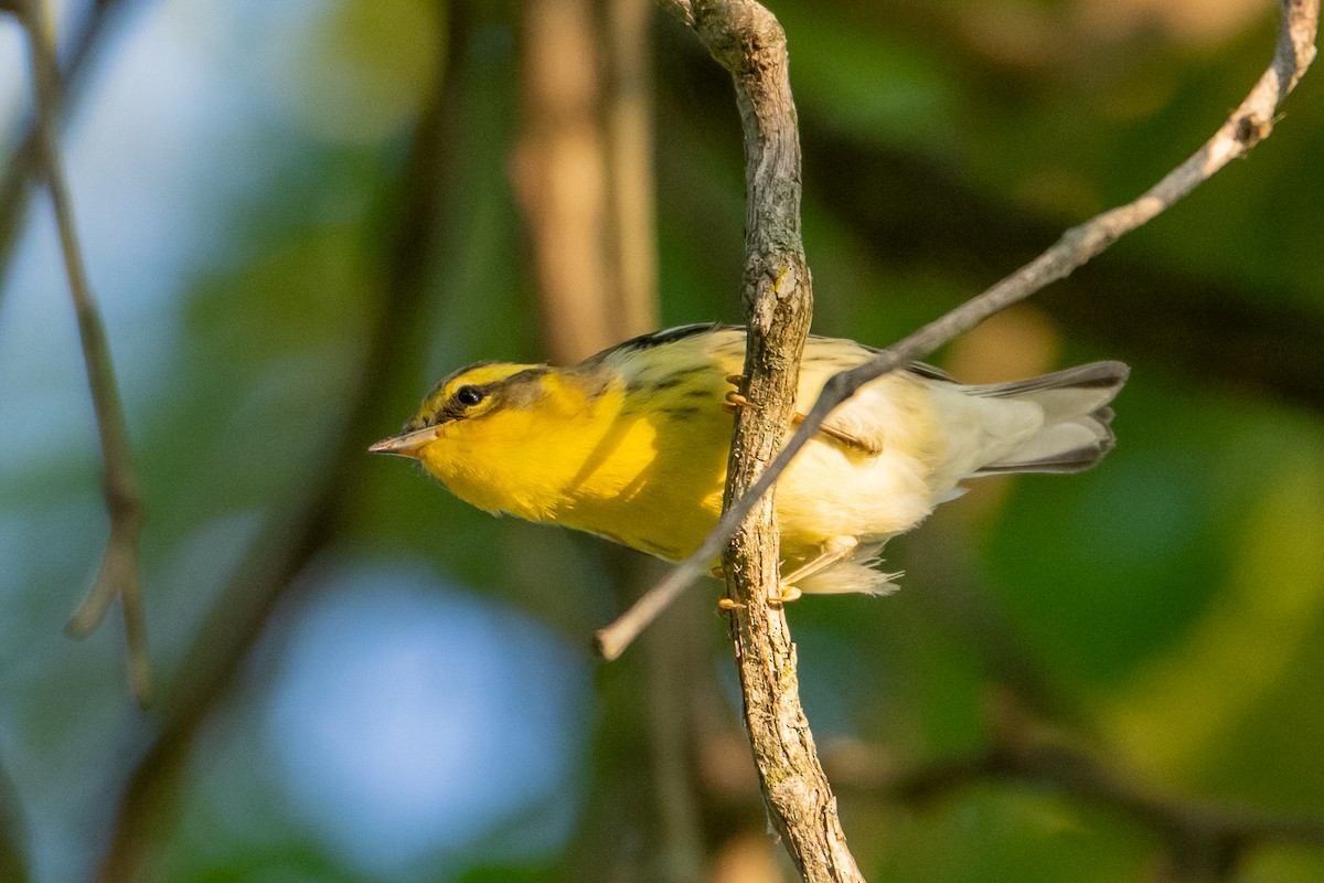 Blackburnian Warbler - ML623770966