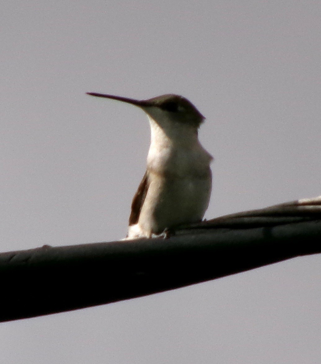 Ruby-throated Hummingbird - ML623770974