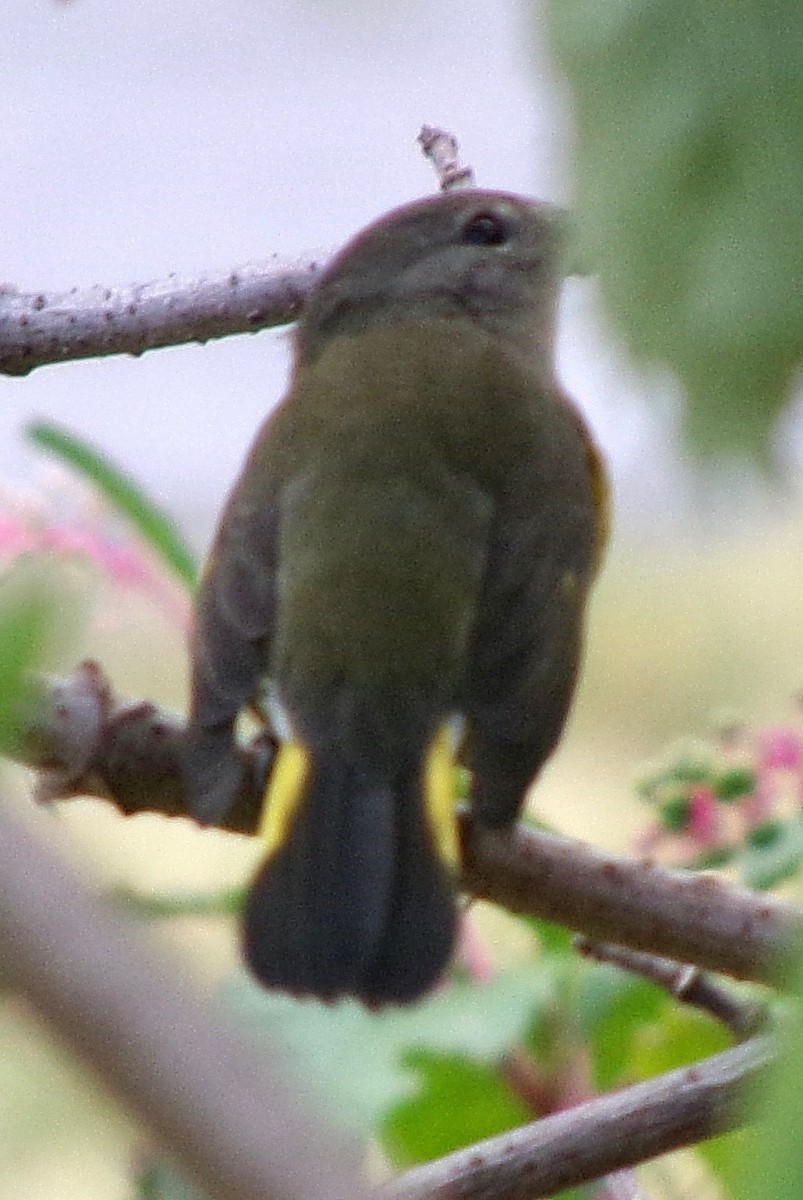 American Redstart - ML623770994