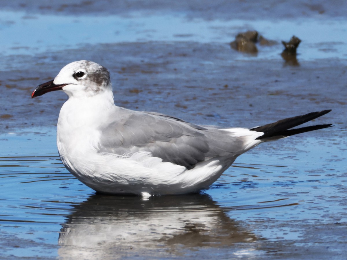 Mouette atricille - ML623770998