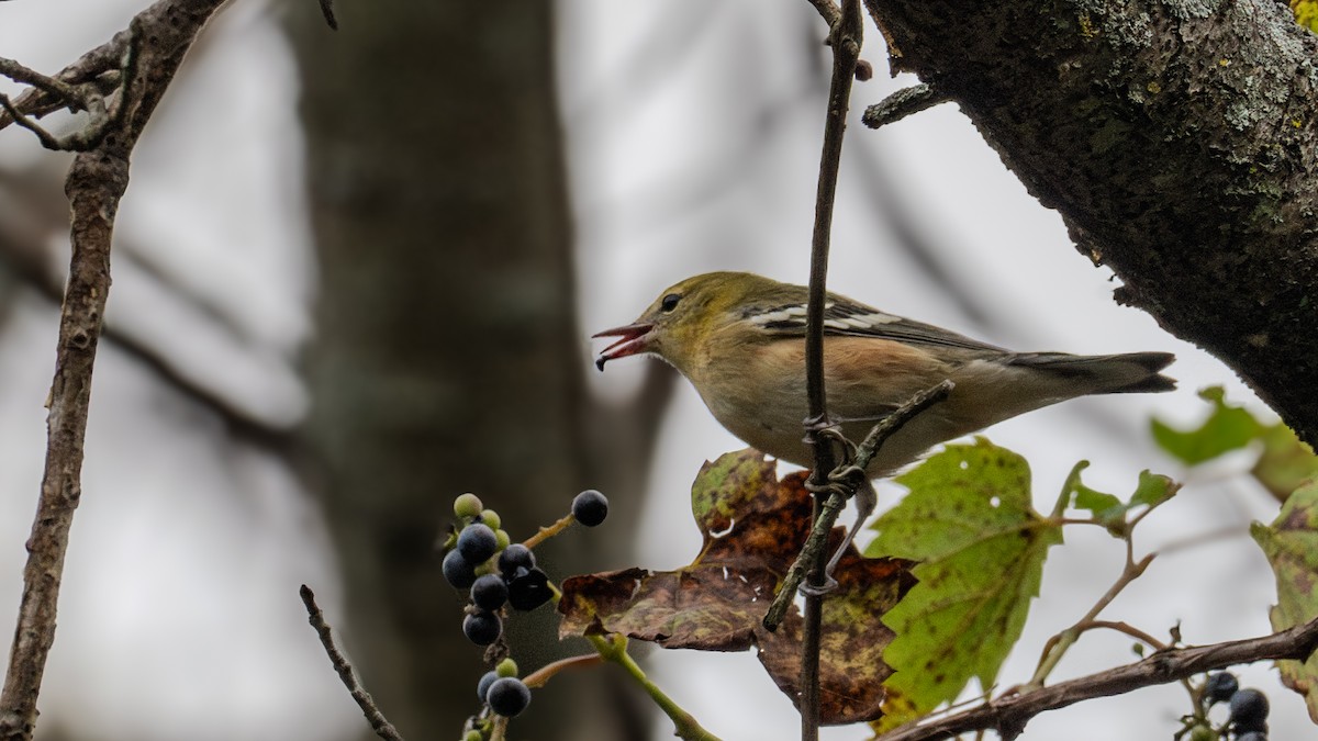 Bay-breasted Warbler - ML623771001