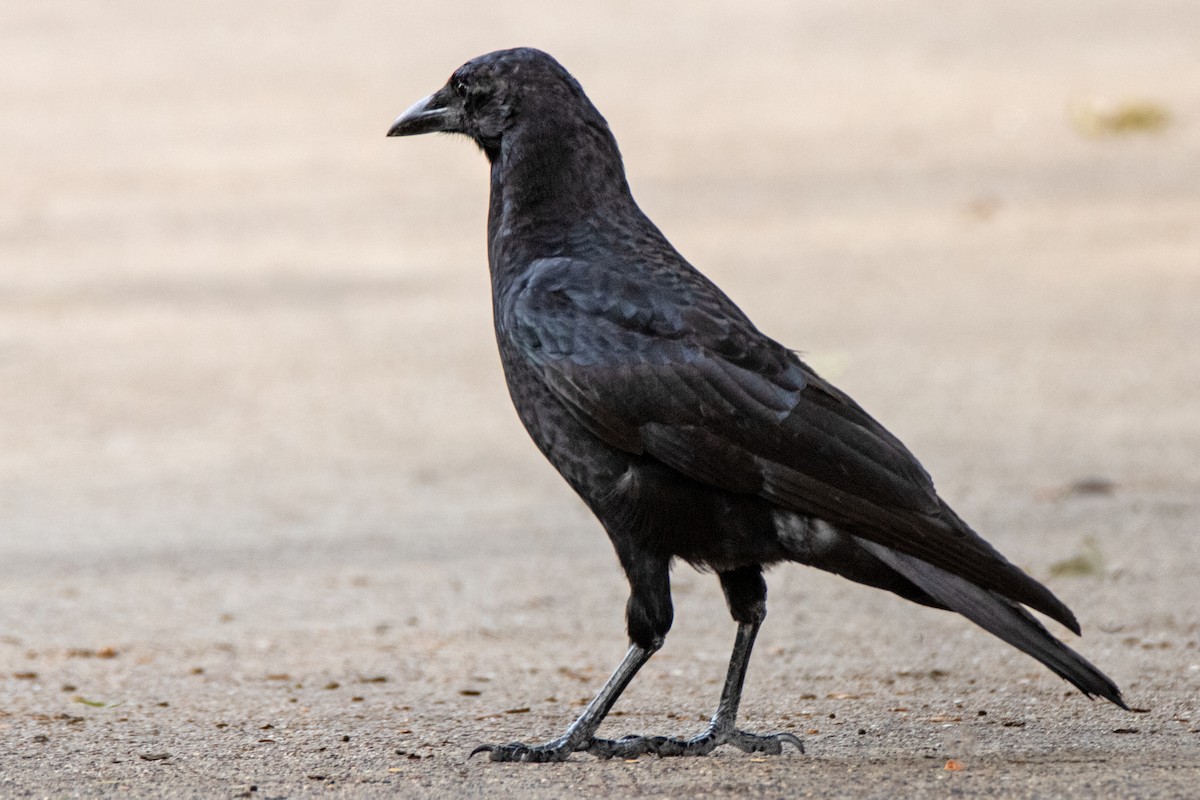 American Crow - ML623771002