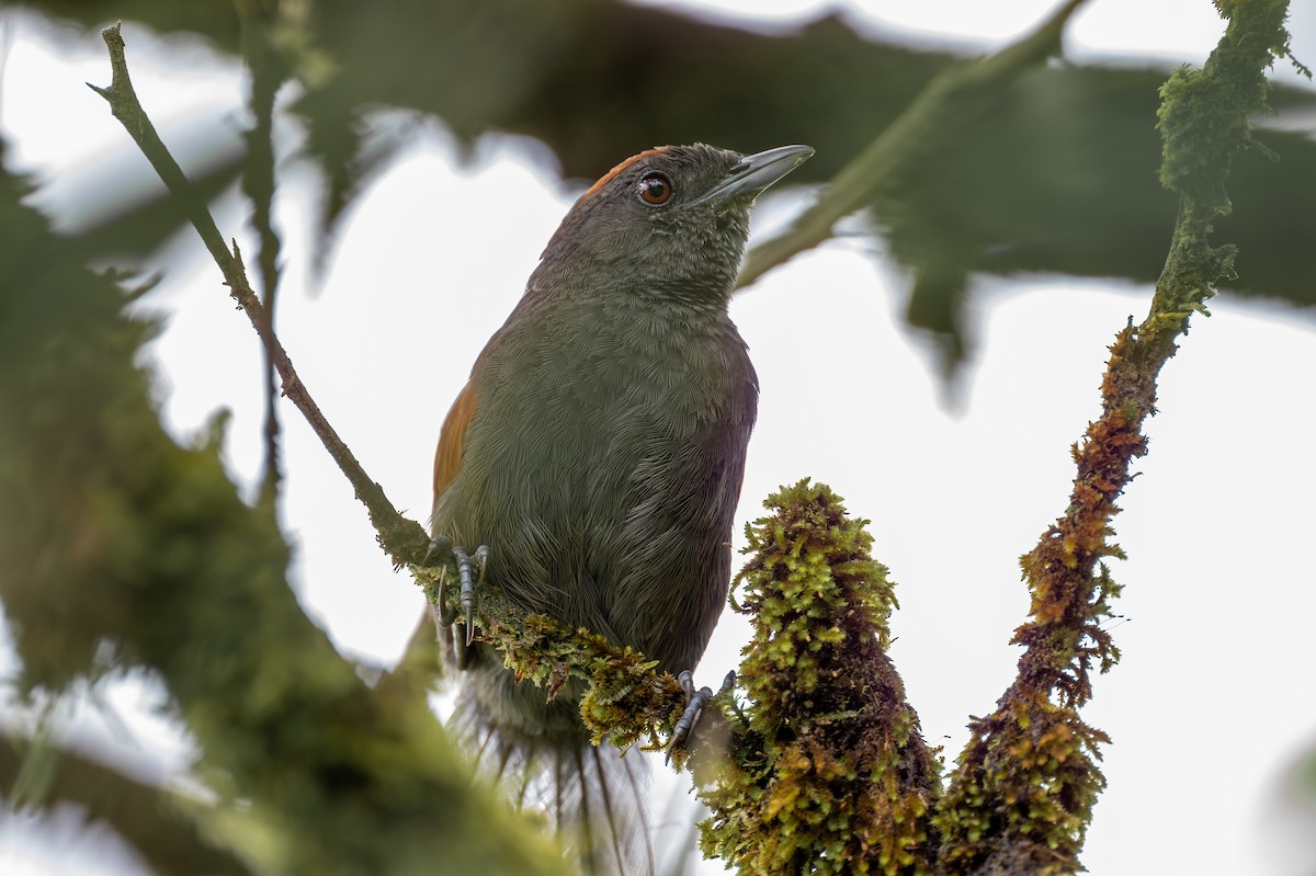 Slaty Spinetail - ML623771003