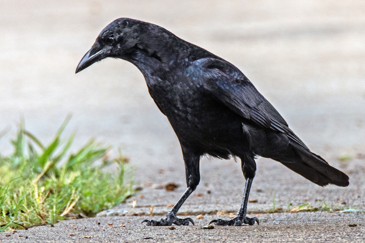 American Crow - ML623771006