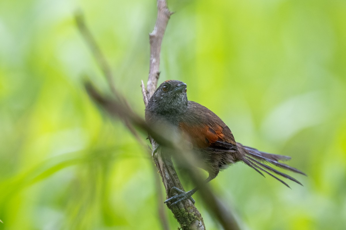 Slaty Spinetail - ML623771008