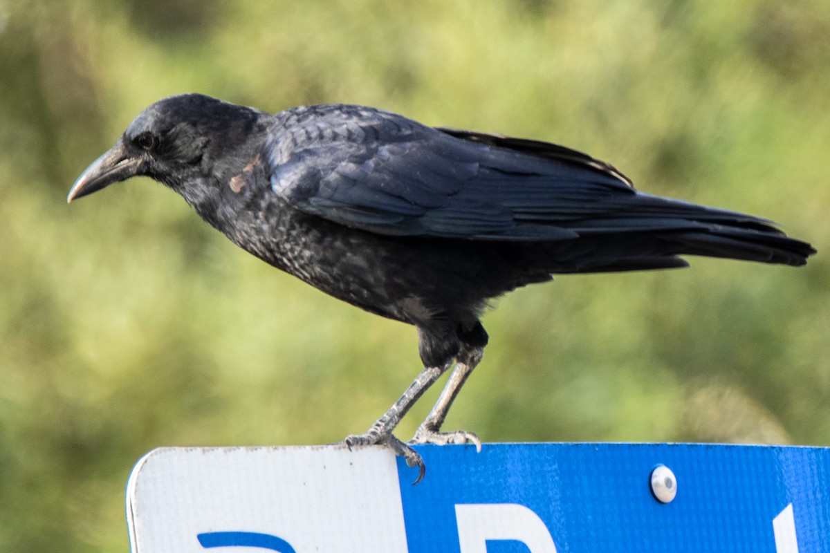 American Crow - ML623771010