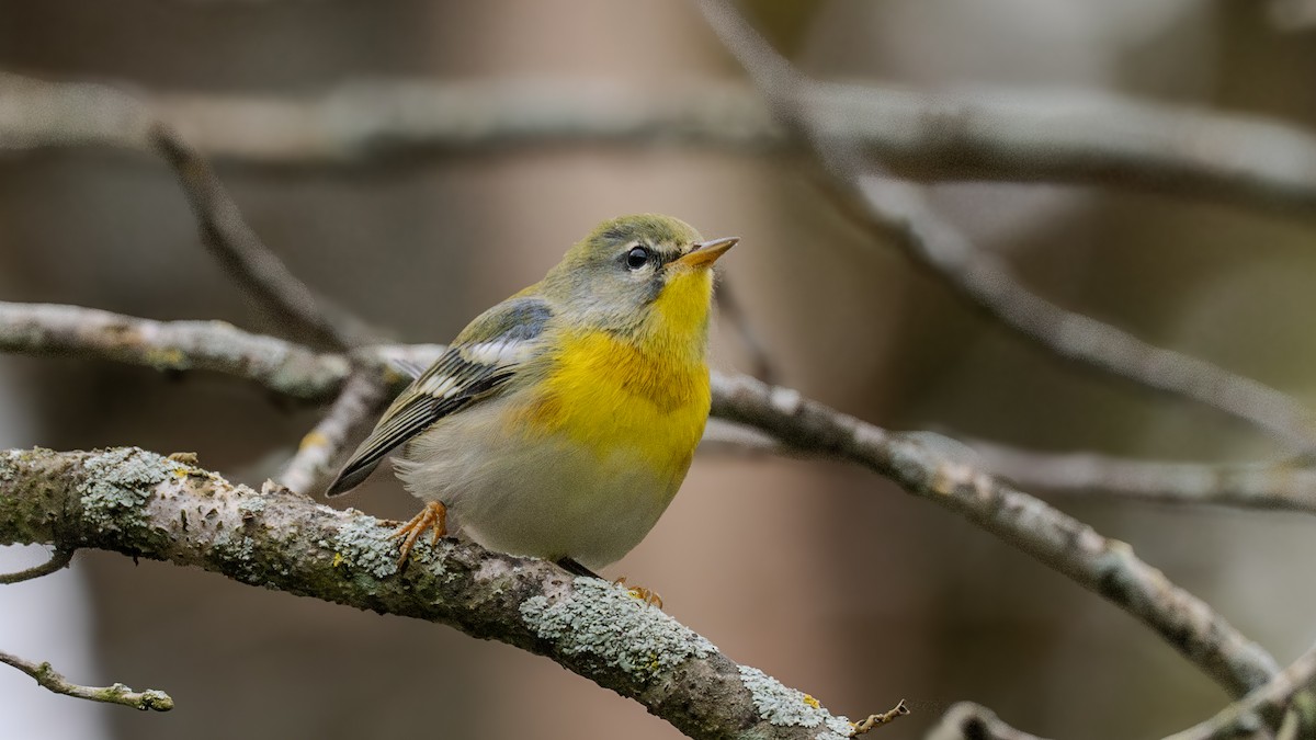 Northern Parula - ML623771011