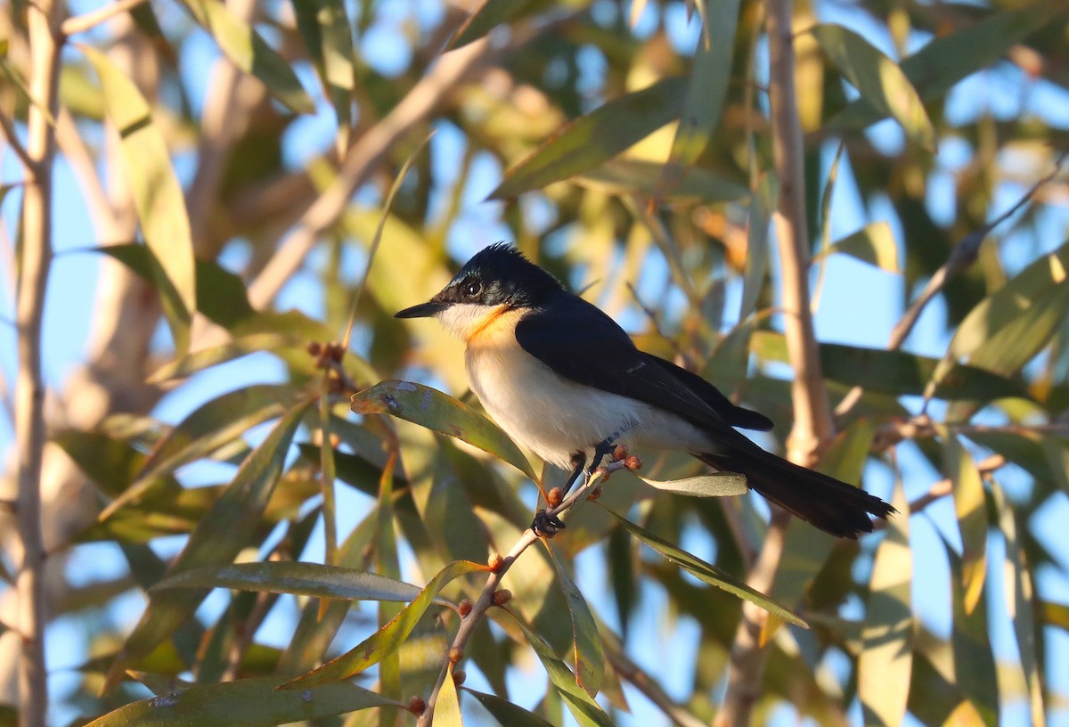 Paperbark Flycatcher - Wayne Paes