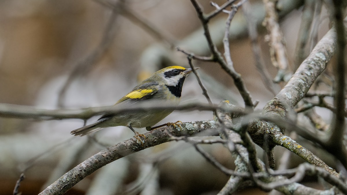 Golden-winged Warbler - ML623771022