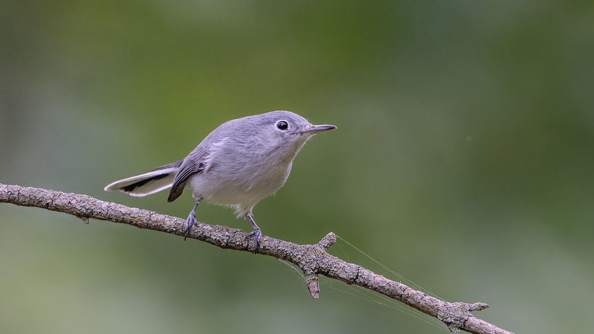 Blue-gray Gnatcatcher - ML623771036