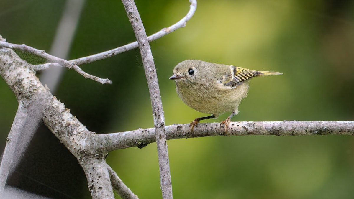 Ruby-crowned Kinglet - ML623771043