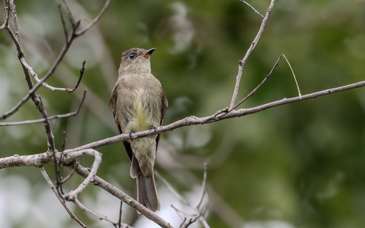 Eastern Wood-Pewee - ML623771046