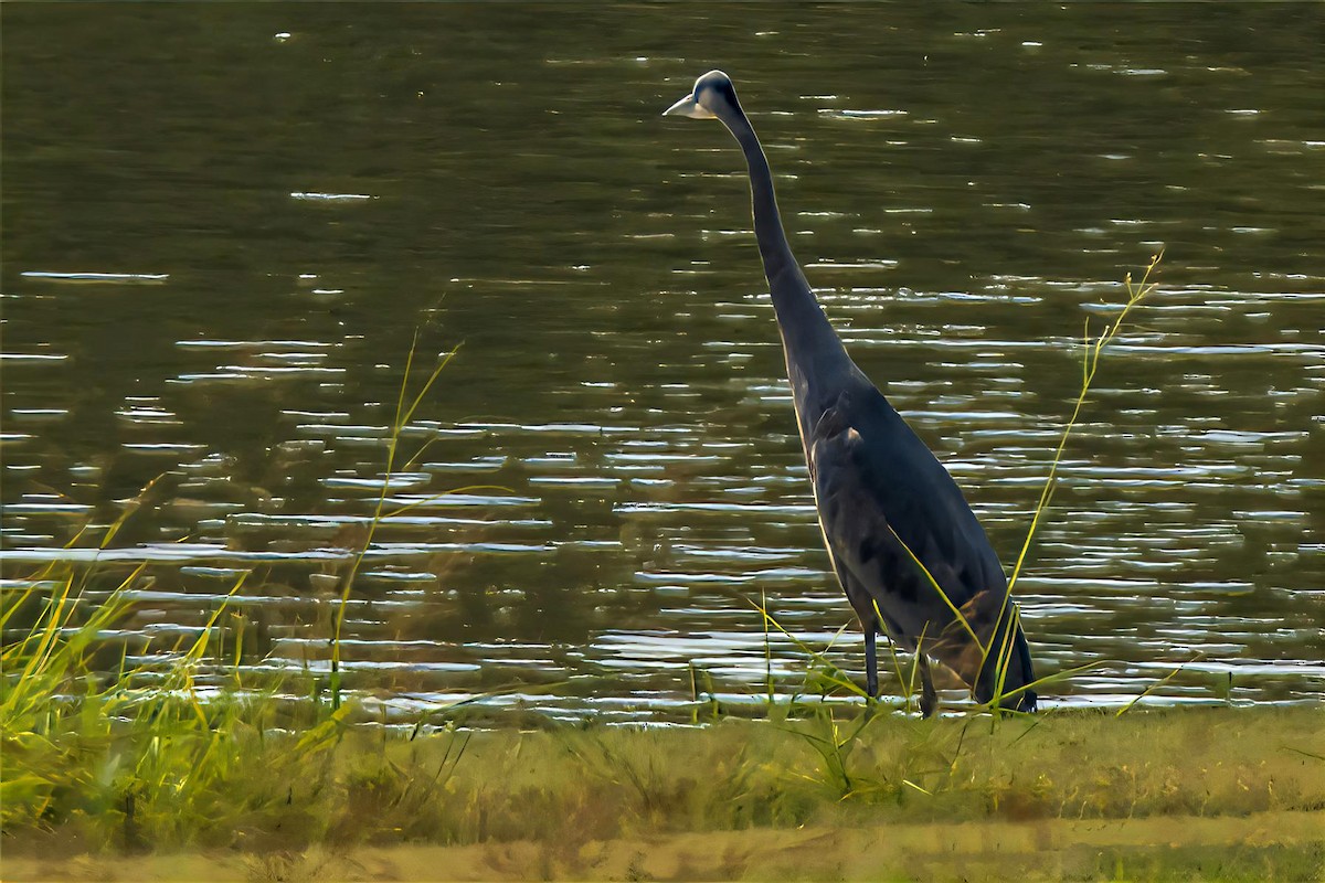 Great Blue Heron (Great Blue) - ML623771056