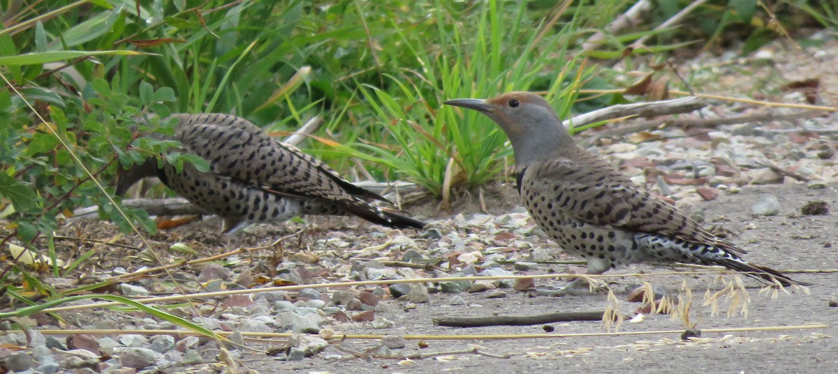 Northern Flicker (Red-shafted) - ML623771060