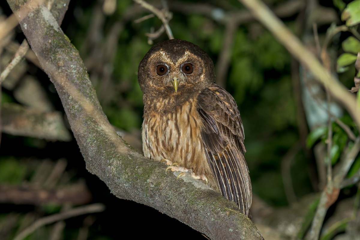 Mottled Owl - ML623771066