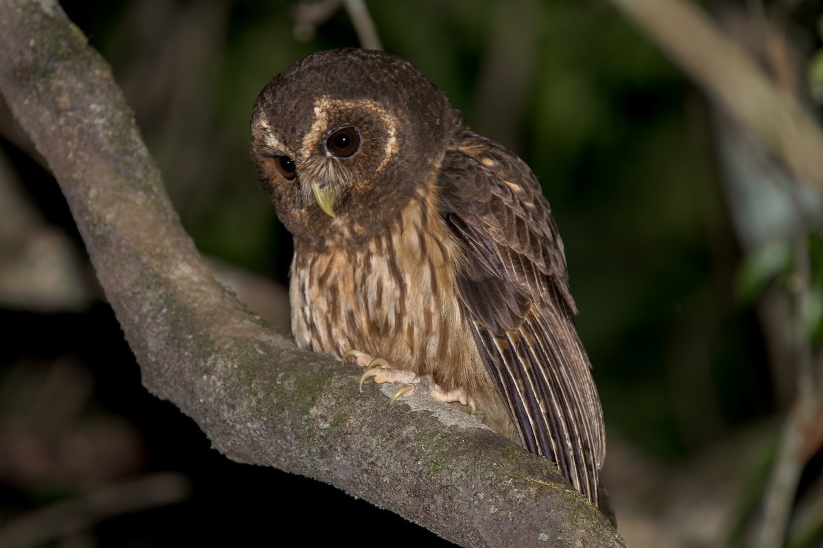 Mottled Owl - Marcelo  Telles