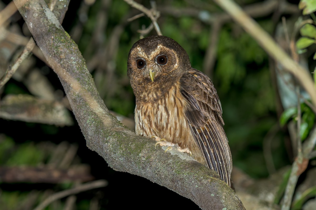 Mottled Owl - ML623771075