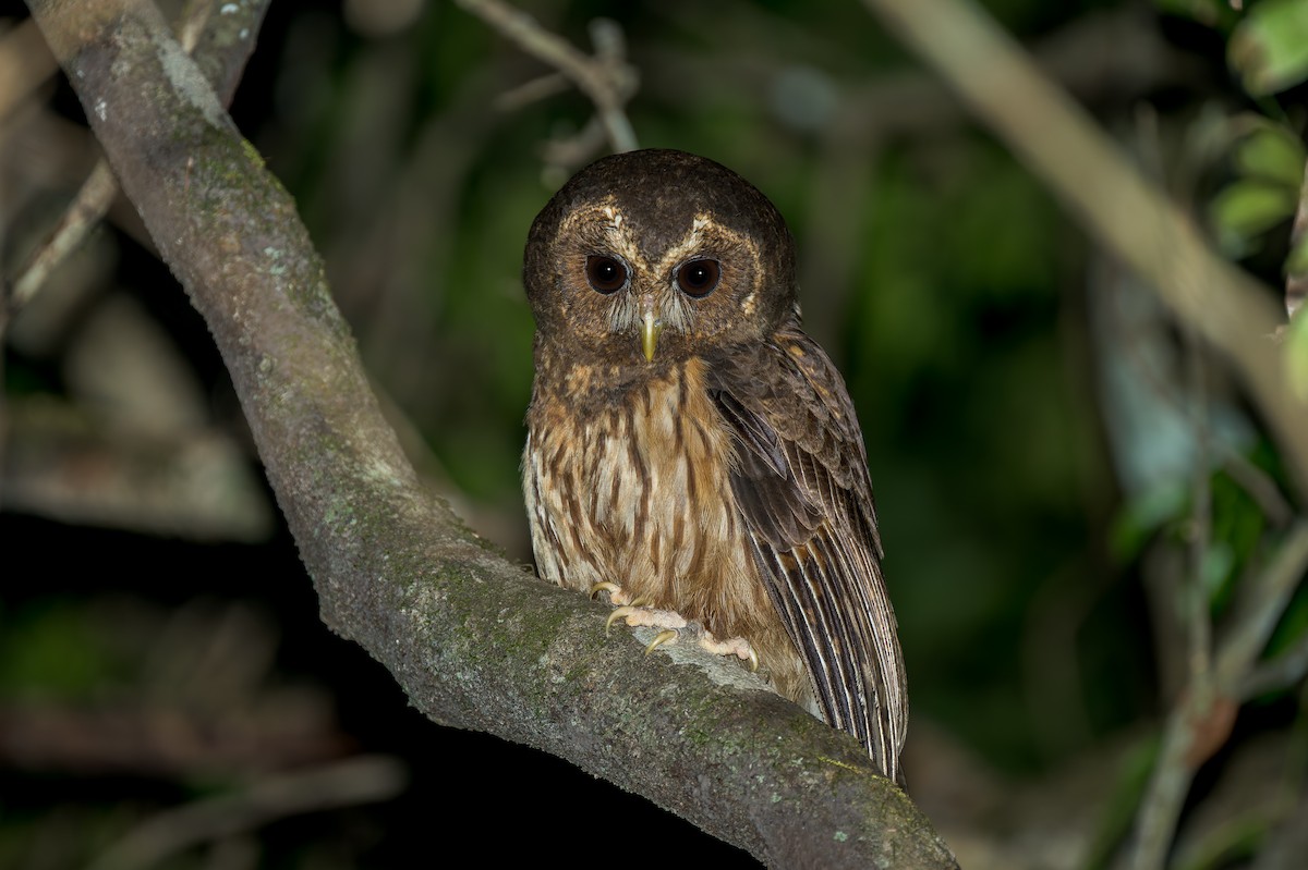 Mottled Owl - ML623771078