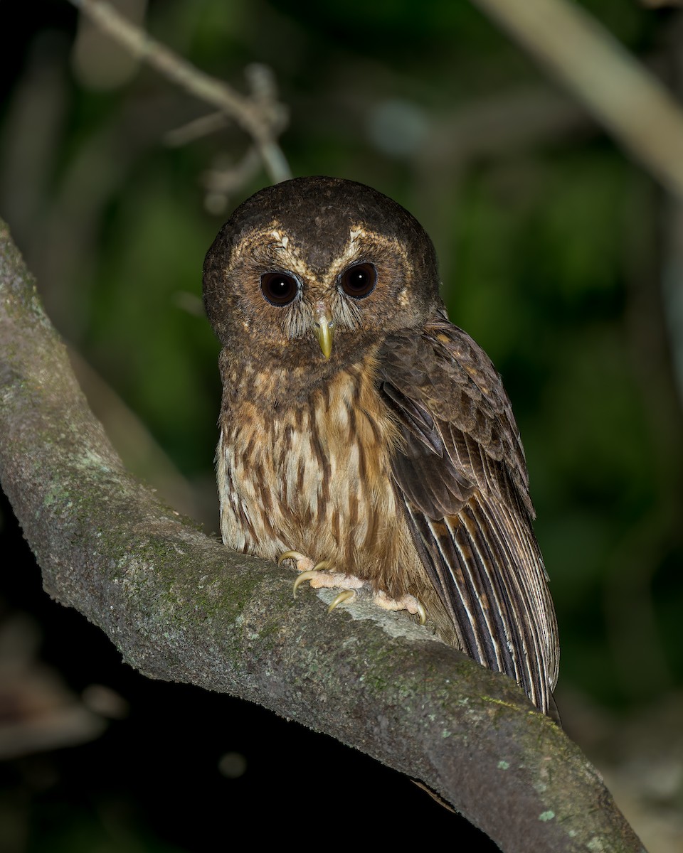 Mottled Owl - ML623771079