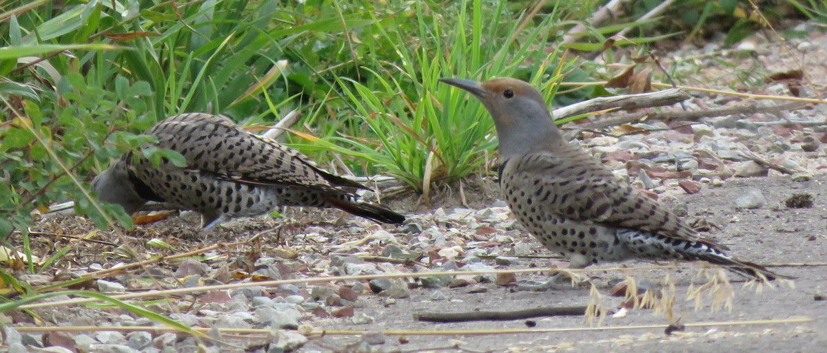 Northern Flicker (Red-shafted) - ML623771081