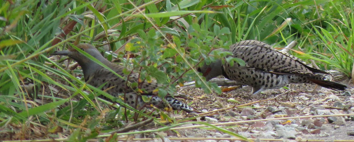 Northern Flicker (Red-shafted) - Catherine Hagen