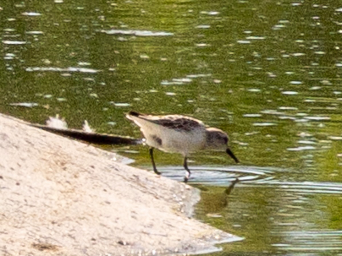 Western/Semipalmated Sandpiper - ML623771099