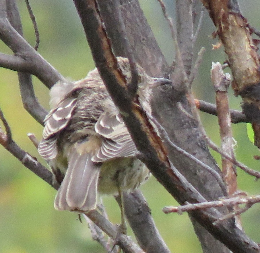 Sage Thrasher - ML623771128