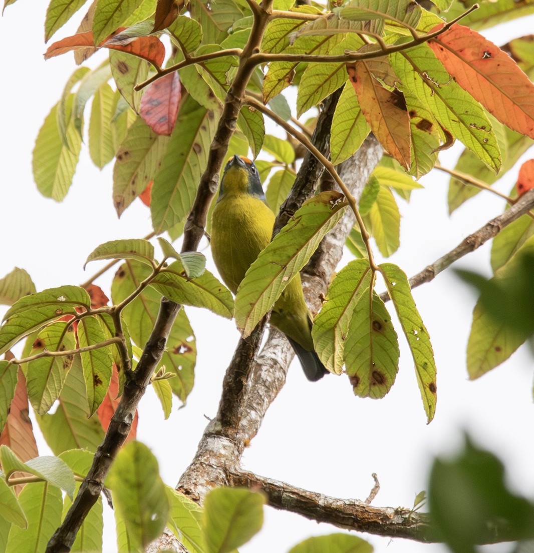 Hispaniolan Euphonia - Iván Mota