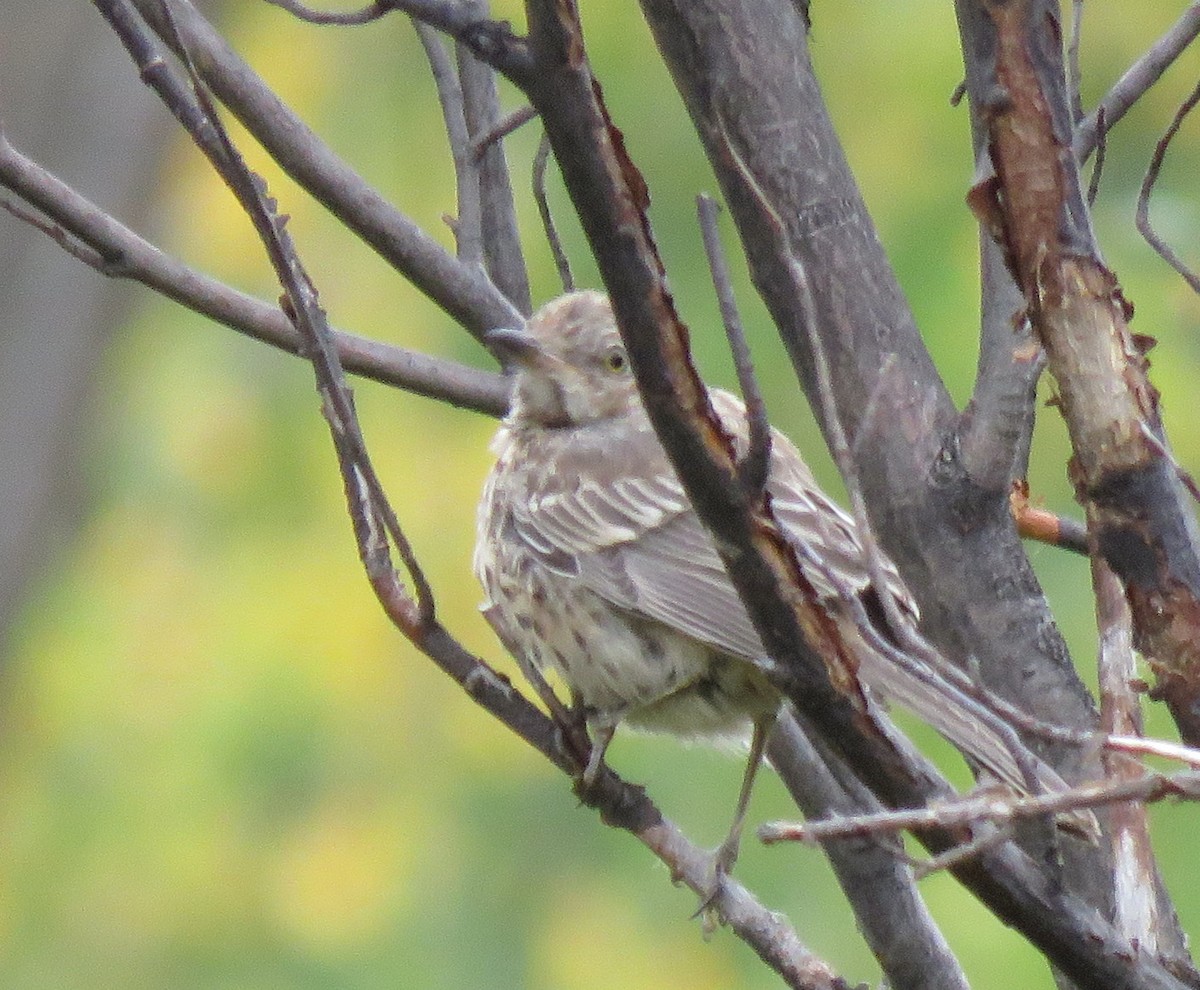 Sage Thrasher - ML623771139