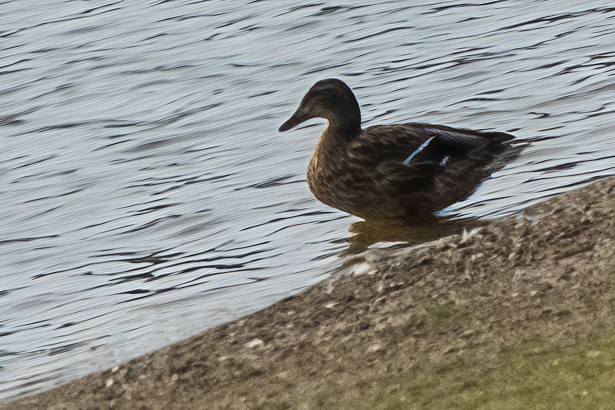 Mallard - Dale Bargmann