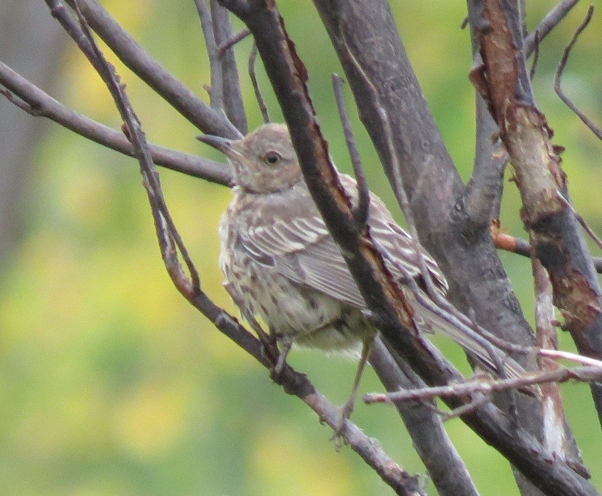 Sage Thrasher - ML623771150