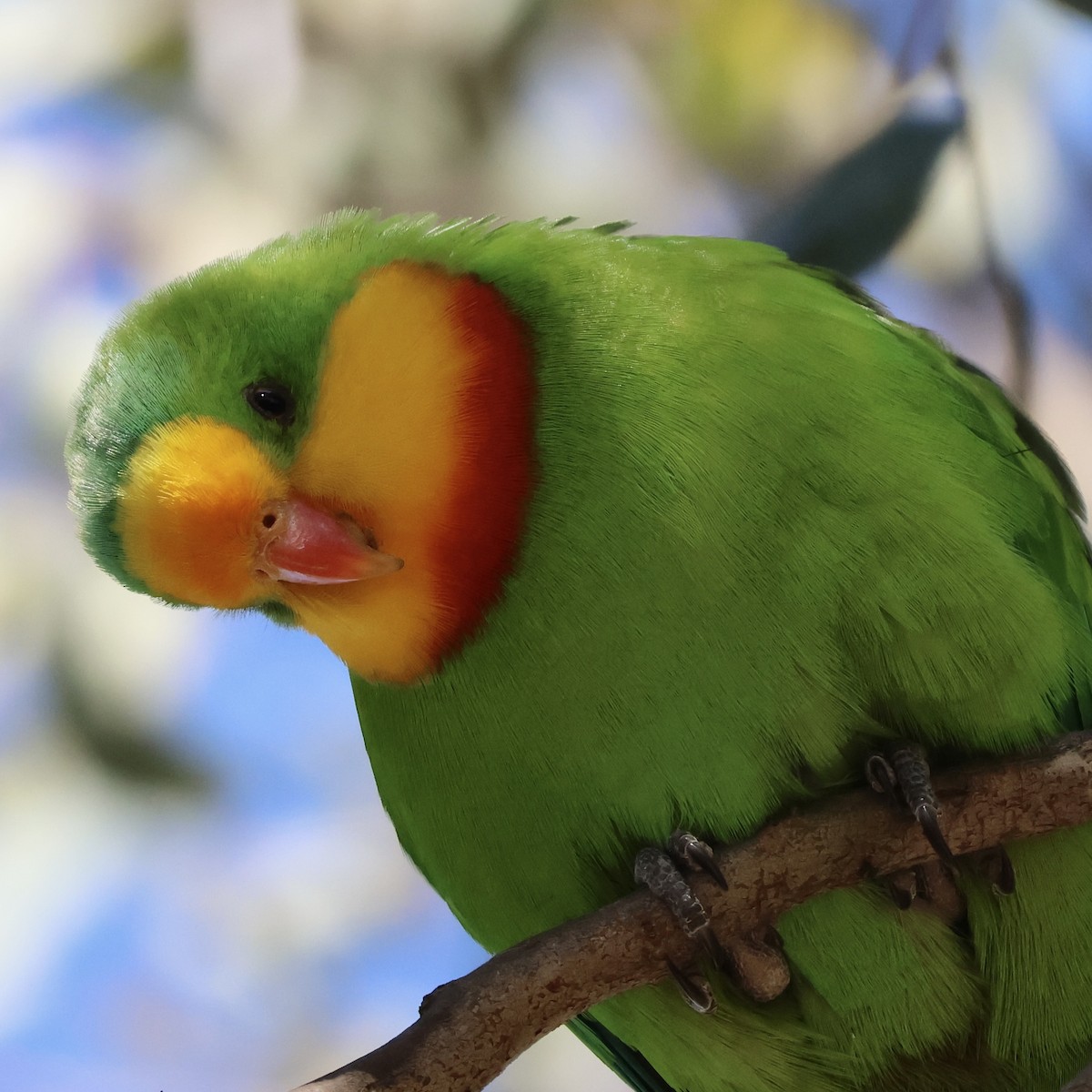 Superb Parrot - ML623771179