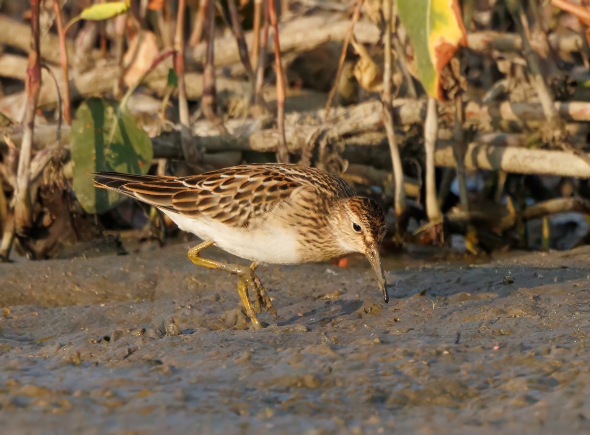 アメリカウズラシギ - ML623771180