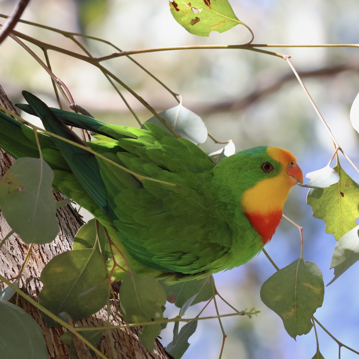 Superb Parrot - ML623771181