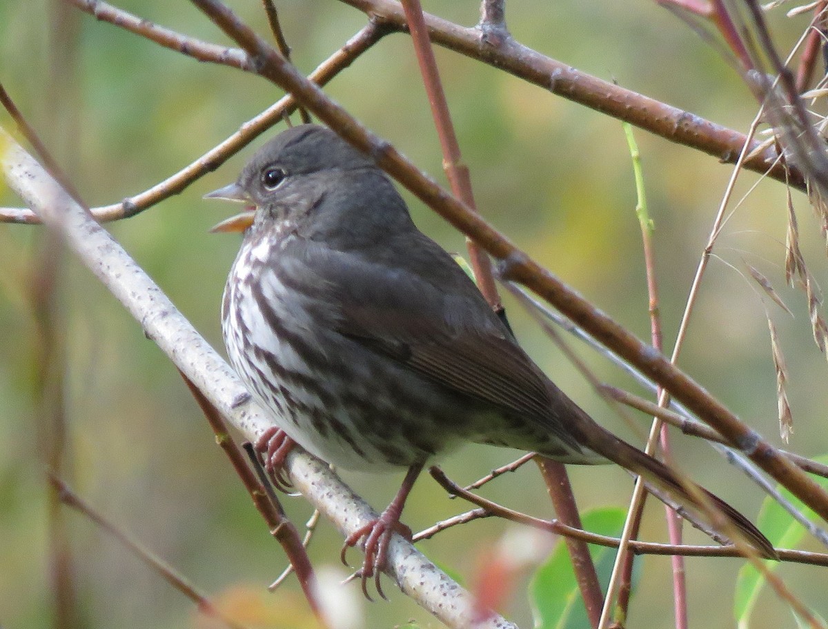 Fox Sparrow (Slate-colored) - ML623771194