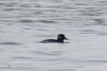 Bufflehead - ML623771196