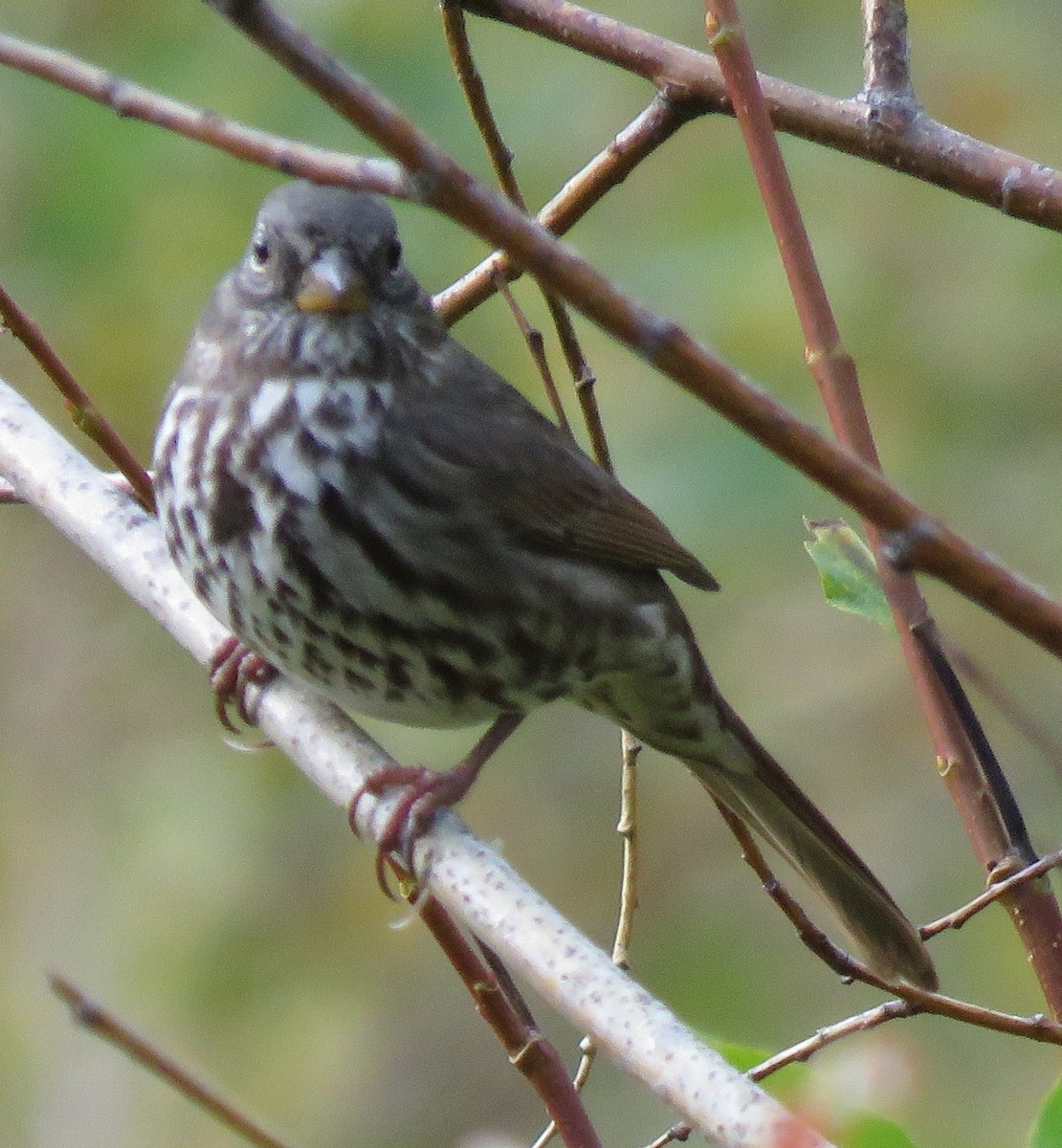 Fox Sparrow (Slate-colored) - ML623771209